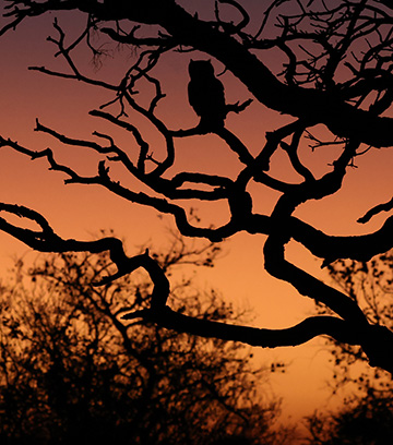 Spotted Eagle-Owl